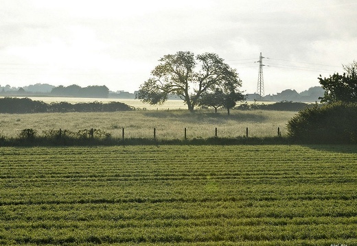 Les 4 saisons d'un arbre